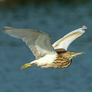 Indian Pond-Heron